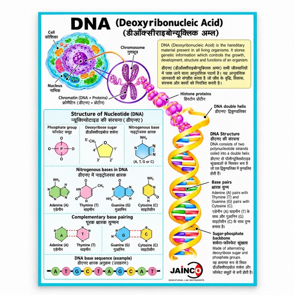 The Structure of DNA